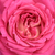Rózsaszín - fehér - Teahibrid rózsa - Tanger